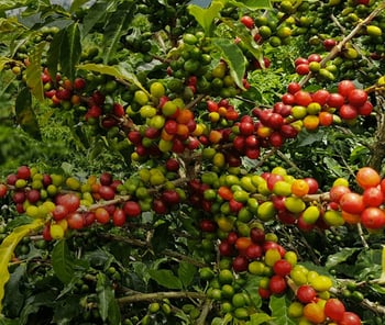 senseo responsible sourcing